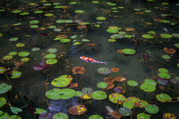 Namonaki Pond or Monet’s Pond crystal clear pond during summer evening at Gifu , Japan : 30...