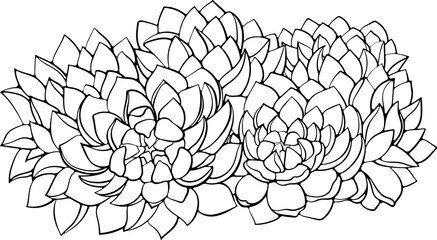 Succulent plants flowers Echeveria. Vector illustrations in hand drawn sketch doodle style isolated on white. Exotic desert plants cactus