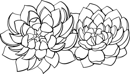 Two succulent plants flowers Echeveria. Vector illustrations in hand drawn sketch doodle style isolated on white. Exotic house plants cacti