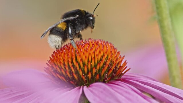 Wild bumblebee takes off into flight after collecting pollen from orange Coneflower. Slow motion extreme close-up shot.