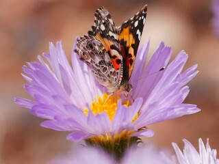 Schmetterling auf Blüte