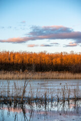 Sunset in forest with frozen lake. Naked tress, red sunset. 