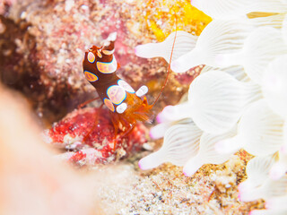 イソギンチャクにつく美しいイソギンチャクモエビ（モエビ科）。

日本国静岡県伊豆半島賀茂郡南伊豆町中木から渡し船で渡るヒリゾ浜にて。
2023年9月9日水中撮影。
