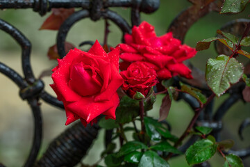 czerwona róża z kroplami wody, red roses - obrazy, fototapety, plakaty