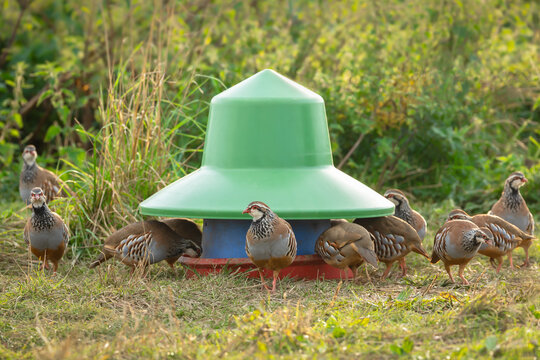 A covey of wild Partridges.  Scientific name:  Alectoris rufa.  Selective focus on one partridge around a feeder in natural agricultural field habitat.  East Yorkshire, UK. Horizontal. Space for copy.