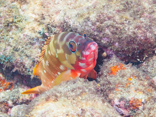 水中洞窟にいる美しいアカハタ（ハタ科）他。

日本国静岡県伊豆半島賀茂郡南伊豆町中木から渡し船で渡るヒリゾ浜にて。
2023年9月10日水中撮影。
