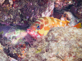 水中洞窟にいる美しいアカハタ（ハタ科）他。

日本国静岡県伊豆半島賀茂郡南伊豆町中木から渡し船で渡るヒリゾ浜にて。
2023年9月10日水中撮影。
