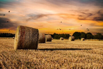Agriculture, sunset over wheat field with straw bales - obrazy, fototapety, plakaty