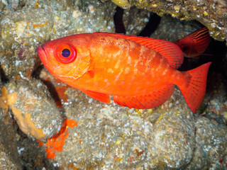 水中洞窟にいる美しいゴマヒレキントキ（キントキダイ科）他。

日本国静岡県伊豆半島賀茂郡南伊豆町中木から渡し船で渡るヒリゾ浜にて。
2023年9月10日水中撮影。
