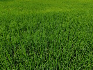 Obraz premium close up of green grass for background and texture. fresh leaves.