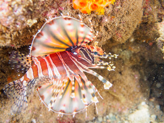 広げた羽根が美しいキリンミノ（フサカサゴ科）。

日本国静岡県伊豆半島賀茂郡南伊豆町中木から渡し船で渡るヒリゾ浜にて。
2023年9月10日水中撮影。
