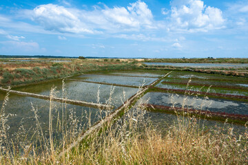 Salicorna europaea, Salicorne,  Ruppia maritima, Limu , ruppie, Sel, Marais salants, Guerande, 44, Loire Atlantique, France