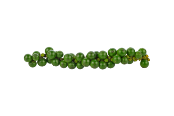 green peppercorns transparent png