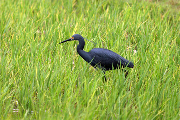 Aigrette dimorphe,.Egretta dimorpha, Dimorphic Egret