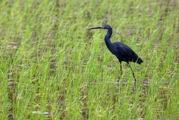 Aigrette dimorphe,.Egretta dimorpha, Dimorphic Egret