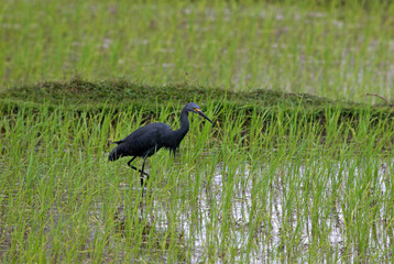 Aigrette dimorphe,.Egretta dimorpha, Dimorphic Egret