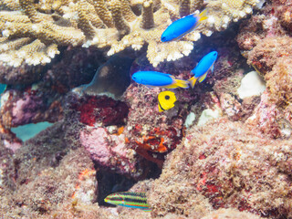 テーブルサンゴ（エンタクミドリイシ）に住む可愛いトノサマダイ（チョウチョウウオ科）の幼魚とソラスズメダイの群れ他。

日本国静岡県伊豆半島賀茂郡南伊豆町中木から渡し船で渡るヒリゾ浜にて。
2023年9月10日水中撮影。
