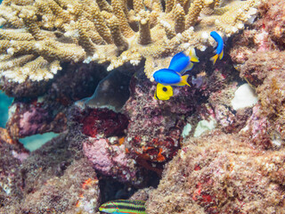 テーブルサンゴ（エンタクミドリイシ）に住む可愛いトノサマダイ（チョウチョウウオ科）の幼魚とソラスズメダイの群れ他。

日本国静岡県伊豆半島賀茂郡南伊豆町中木から渡し船で渡るヒリゾ浜にて。
2023年9月10日水中撮影。
