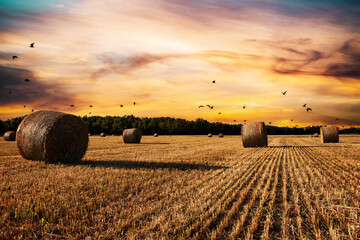 Agriculture, sunset over wheat field with straw bales - obrazy, fototapety, plakaty