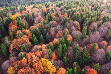 Captivating Colors: Aerial Perspective of Autumn Mountains