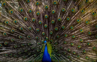 Fotobehang peacock with feathers © Rasto