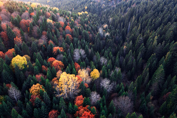 Fototapeta premium Aerial Symphony of Autumn: Vibrant Trees in the Mountain Woods