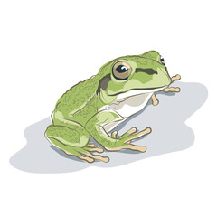 A cute green frog sitting relaxing on the floor