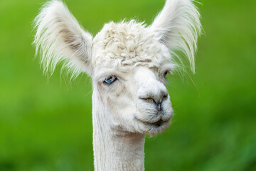 Fototapeta premium white alpaca portrait