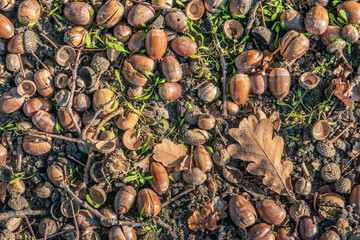 Close-up of fallen acorns, twigs and discolored tree leaves on the forest floor. It's autumn now.
