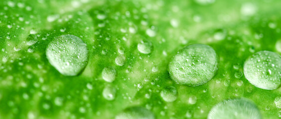 Dewy Aloe Vera close up background. Macro shot of aloe vera leaf with water drops.