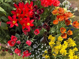 Close up of variety colourful tulips aliums dahlias daffodils the beautiful flowers in full bloom in country estate organic garden purple red yellow pink petals green leaves Summer
