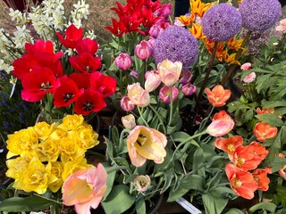 Close up of variety colourful tulips aliums dahlias daffodils the beautiful flowers in full bloom in country estate organic garden purple red yellow pink petals green leaves Summer