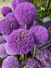 Close up of beautiful allium blossoms, the flower heads in vibrant purple in full bloom full of pollen on the floral petals in Summer garden border on straight healthy green stems day light