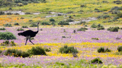 Foto auf Acrylglas Male ostrich on a carpet of wild flowers. © Jurgens
