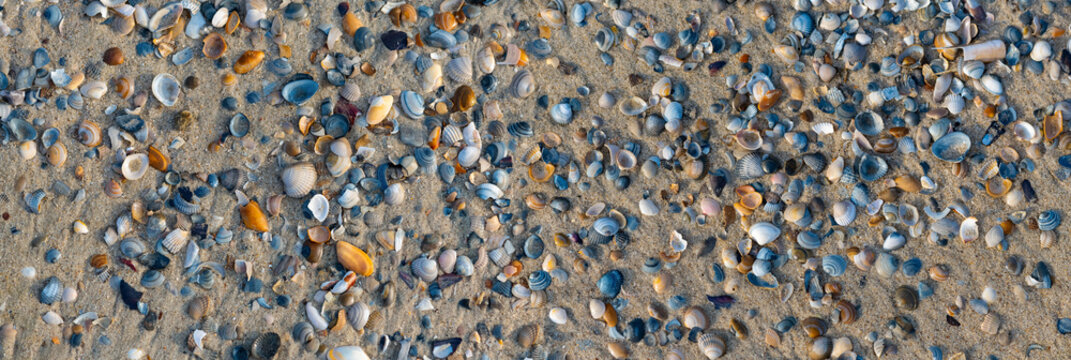 Beach background pattern with hundreds of colorful sea shells lying on the sand at low tide. Mussels, fragments of shells in grey, white, orange, brown, blue. Natural reserve “Wattenmeer“ Germany