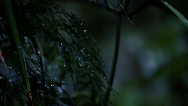Rain in the flower home garden. Raindrops on leaf trees, light Rain Falling On Tree Leaves, soft rain