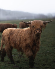 Schottisches Hochlandrind, Highlandcattle