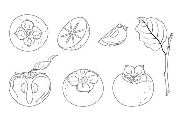 Set of cute hand drawn persimmon fruits with leaves. Vector line illustration. Collection of graphic elements for packaging, print, card, fabric, label, wallpaper, textile, wrapping paper, gift.