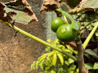 The fig is the edible fruit of Ficus carica, a species of small tree in the flowering plant family Moraceae. They are a moderate source of dietary fiber.
