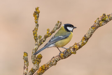 Small birds in the wild photographed from a hide on a morning