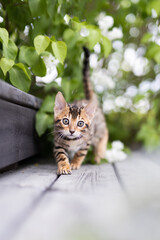 A cute kitten with green background outdoors
