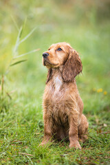 English cocker spaniel puppy looking up