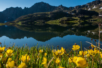 Fototapeta na wymiar flowers in the mountains with lake