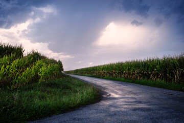 Fototapeta na wymiar Landscape of a lonely road between cornfields after a storm.