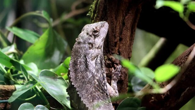 The frilled lizard - Chlamydosaurus kingii), frillneck lizard, frill-necked lizard or frilled dragon