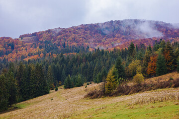 mountainous carpathian landscape in autumn. mixed forest on the hill in mist. overcast weather
