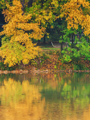 water stream with stones. trees in fall foliage on the shore. autumnal nature scenery reflecting in the water surface