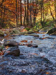 water stream with stones. trees in fall foliage on the shore. autumnal nature scenery of carpathian countryside