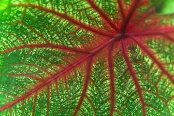 background, texture, colored leaf of caladium plant close-up