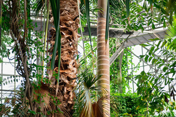 palms and other tropical trees in large greenhouse